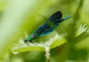 Demoiselle